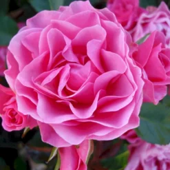 'I Am Grateful'™ Rosa X 'I Am Grateful'™ (Buketrose) A-Kvalitet,- Barrods Roser Min. 3 Grene -Tilbud Lys Haven Butik p17951 51538 rosa x i am grateful buketrose e13e