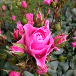 'I Am Grateful'™ Rosa X 'I Am Grateful'™ (Buketrose) A-Kvalitet,- Barrods Roser Min. 3 Grene -Tilbud Lys Haven Butik p17951 51540 rosa x i am grateful buketrose a4ba