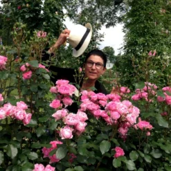 'I Am Grateful'™ Rosa X 'I Am Grateful'™ (Buketrose) A-Kvalitet,- Barrods Roser Min. 3 Grene -Tilbud Lys Haven Butik p17951 51541 rosa x i am grateful buketrose 406d