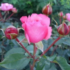 'I Have A Dream'™ Rosa X 'I Have A Dream'™ (Buketrose) A-Kvalitet,- Barrods Roser Min. 3 Grene -Tilbud Lys Haven Butik p17952 51544 rosa x i have a dream buketrose 17de