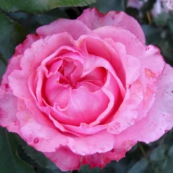 'I Have A Dream'™ Rosa X 'I Have A Dream'™ (Buketrose) A-Kvalitet,- Barrods Roser Min. 3 Grene -Tilbud Lys Haven Butik p17952 51545 rosa x i have a dream buketrose d248