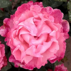 'I Have A Dream'™ Rosa X 'I Have A Dream'™ (Buketrose) A-Kvalitet,- Barrods Roser Min. 3 Grene -Tilbud Lys Haven Butik p17952 51546 rosa x i have a dream buketrose d862