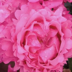 'I Have A Dream'™ Rosa X 'I Have A Dream'™ (Buketrose) A-Kvalitet,- Barrods Roser Min. 3 Grene -Tilbud Lys Haven Butik p17952 51547 rosa x i have a dream buketrose 1899