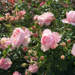 'Inner Wheel Forever'™ Rosa X 'Inner Wheel Forever'™ (Buketrose) A-Kvalitet,- Barrods Roser Min. 3 Grene