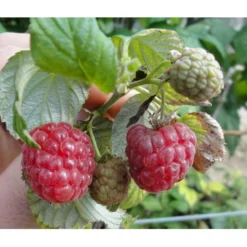 Sommer Hindbær 'Mormors Hindbær' Rubus Idaeus 'Mormorshallon' Barrods,- 8-10 Mm. Rodhals.