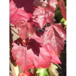 Rødløn ’Fairview Flame’ Acer Rubrum ’fairview Flame’ Potte 7,5 Liter 200-250 Cm.