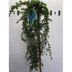 Dværgmispel 'Winter Jewel' Cotoneaster Dammeri 'Winter Jewel' Opstammet 60 Cm. Med Potte