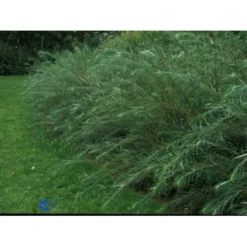 Rosmarinpil Salix Repens 'Rosmarinifolia' Potte 7,5 Liter 80-100 Cm. -Tilbud Lys Haven Butik p1809 1437 salix repens rosmarinifolia e42c