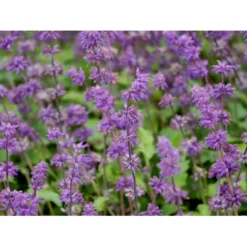Kranssalvie Salvia Verticillata 'Purple Rain' 1 Liter Potte