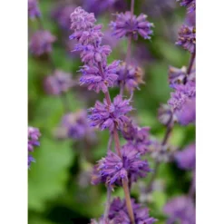 Kranssalvie Salvia Verticillata 'Purple Rain' 1 Liter Potte -Tilbud Lys Haven Butik p1821 36393 salvia verticillata purple rain 0933