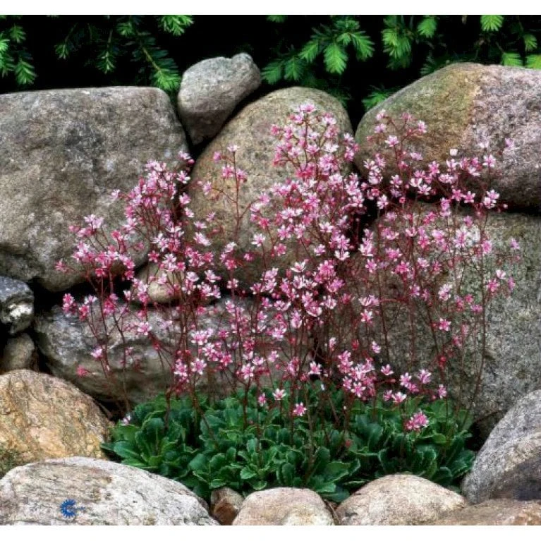 Porcelænsblomst 'Elliott's Variety' Saxifraga Urbium 'Elliott's Variety' 10 Cm. Potte 1 Porcelænsblomst 'Elliott's Variety' Saxifraga Urbium 'Elliott's Variety' 10 Cm. Potte