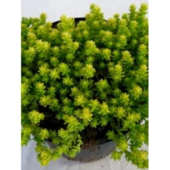 Bidende Stenurt 'Elegans' Sedum Acre 'Elegans' 10 Cm. Potte
