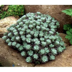 Pudret Stenurt 'Purpureum' Sedum Spathulifolium 'Purpureum' 10 Cm. Potte