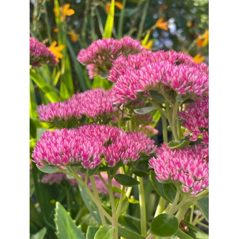 Sankthansurt 'Herbstfreude' Sedum Telephium 'Herbstfreude' 1 Liter Potte 1 Sankthansurt 'Herbstfreude' Sedum Telephium 'Herbstfreude' 1 Liter Potte