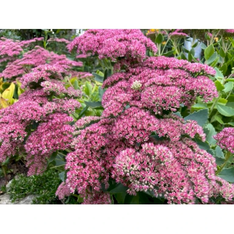 Sankthansurt 'Herbstfreude' Sedum Telephium 'Herbstfreude' 1 Liter Potte 3 Sankthansurt 'Herbstfreude' Sedum Telephium 'Herbstfreude' 1 Liter Potte - Billede 3
