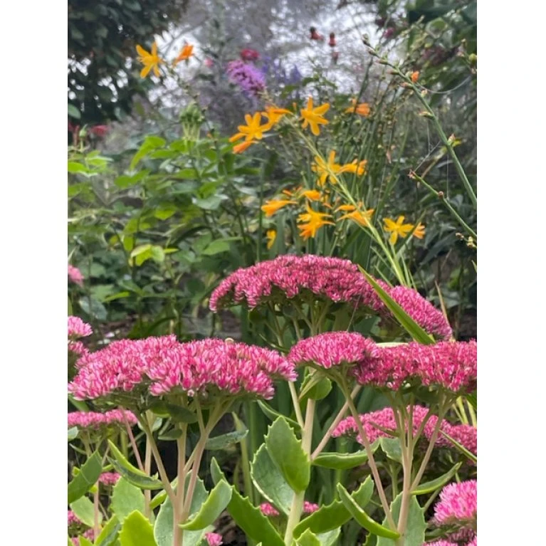 Sankthansurt 'Herbstfreude' Sedum Telephium 'Herbstfreude' 1 Liter Potte 4 Sankthansurt 'Herbstfreude' Sedum Telephium 'Herbstfreude' 1 Liter Potte - Billede 4