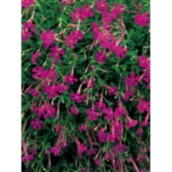 Høst-Limurt Silene Schafta 'Splendens' 1 Liter Potte