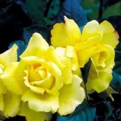 'Chinatown'™ Rosa X 'Chinatown'™ (Buketrose) A-Kvalitet,- Barrods Roser Min. 3 Grene -Tilbud Lys Haven Butik p1893 52334 rosa x chinatown buketrose d3a9