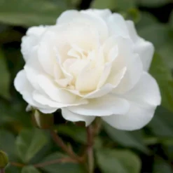 'Climbing Schneewittchen' Rosa X 'Climbing Schneewittchen' A-Kvalitet,- Barrods Roser Min. 3 Grene