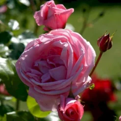 'Coral Dawn' Rosa X 'Coral Dawn' (Slyngrose) A-Kvalitet,- Barrods Roser Min. 3 Grene -Tilbud Lys Haven Butik p1895 52349 rosa x coral dawn slyngrose ee34