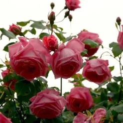 'Coral Dawn' Rosa X 'Coral Dawn' (Slyngrose) A-Kvalitet,- Barrods Roser Min. 3 Grene -Tilbud Lys Haven Butik p1895 52350 rosa x coral dawn slyngrose 635b