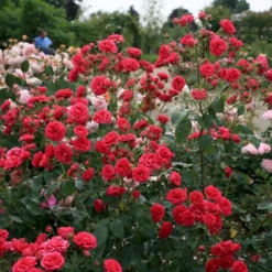 'Elmshorn'® Rosa X 'Elmshorn'® (Buskrose) A-Kvalitet,- Barrods Roser Min. 3 Grene