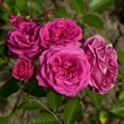 'Elmshorn'® Rosa X 'Elmshorn'® (Buskrose) A-Kvalitet,- Barrods Roser Min. 3 Grene -Tilbud Lys Haven Butik p1896 53561 rosa x elmshorn buskrose 1d83