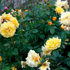 'Lichtkönigin Lucia'® Rosa X 'Lichtkönigin Lucia'® (Buketrose) A-Kvalitet,- Barrods Roser Min. 3 Grene -Tilbud Lys Haven Butik p1901 52443 rosa x lichtkoenigin lucia buketrose e2a2