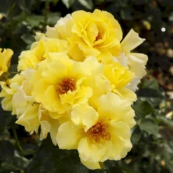 'Lichtkönigin Lucia'® Rosa X 'Lichtkönigin Lucia'® (Buketrose) A-Kvalitet,- Barrods Roser Min. 3 Grene -Tilbud Lys Haven Butik p1901 53600 rosa x lichtkoenigin lucia buketrose b4be