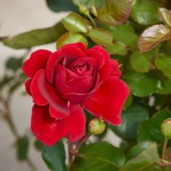 'That's Jazz'™ Rosa X 'That's Jazz'™ (Slyngrose) A-Kvalitet,- Barrods Roser Min. 3 Grene -Tilbud Lys Haven Butik p1916 52257 rosa x that s jazz slyngrose 9352