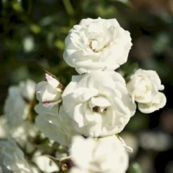 'Waltz'™ Rosa X 'Waltz'™ (Slyngrose) A-Kvalitet,- Barrods Roser Min. 3 Grene -Tilbud Lys Haven Butik p1918 52263 rosa x waltz slyngrose 34e2