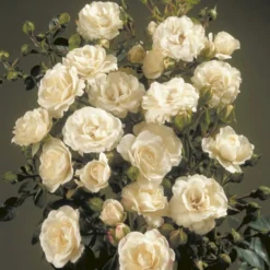 'Waltz'™ Rosa X 'Waltz'™ (Slyngrose) A-Kvalitet,- Barrods Roser Min. 3 Grene -Tilbud Lys Haven Butik p1918 52264 rosa x waltz slyngrose 4ba5