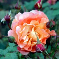 'Westerland'® Rosa X 'Westerland'® (Slyngrose) A-Kvalitet,- Barrods Roser Min. 3 Grene -Tilbud Lys Haven Butik p1919 52926 rosa x westerland buskrose 248d