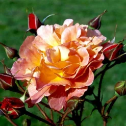 'Westerland'® Rosa X 'Westerland'® (Slyngrose) A-Kvalitet,- Barrods Roser Min. 3 Grene -Tilbud Lys Haven Butik p1919 52928 rosa x westerland buskrose 192b