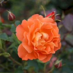 'Westerland'® Rosa X 'Westerland'® (Slyngrose) A-Kvalitet,- Barrods Roser Min. 3 Grene -Tilbud Lys Haven Butik p1919 53676 rosa x westerland slyngrose 315c