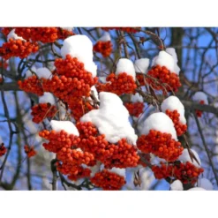 Almindelig Røn Sorbus Aucuparia Potte 7,5 Liter 175-200 Cm. -Tilbud Lys Haven Butik p1941 8186 sorbus aucuparia 3f54