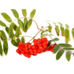 Almindelig Røn Sorbus Aucuparia Potte 7,5 Liter 175-200 Cm. -Tilbud Lys Haven Butik p1941 8187 sorbus aucuparia b7f7