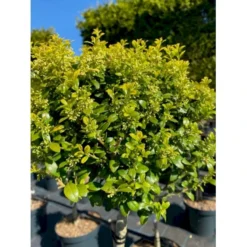 Småbladet Kristtorn 'Green Hedge' Ilex Crenata 'Green Hedge' Opstammet 50 Cm. 7,5 Liter Potte