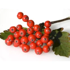 Seljerøn 'Brouwers' Sorbus Intermedia 'Brouwers' Flerstammet,- 150-175 Cm. Med Trådklump