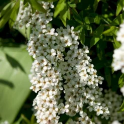 Snedrivebusk 'Grefsheim' Spiraea X Cinerea 'Grefsheim' Potte 2,0 Liter,- 40-60 Cm.