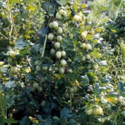 Stikkelsbær 'Invicta' Ribes Uva-crispa 'Invicta' 3,5 Liter Potte -Tilbud Lys Haven Butik p1984 48808 ribes uva crispa invicta 07b0