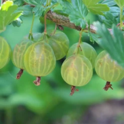 Stikkelsbær 'Invicta' Ribes Uva-crispa 'Invicta' 3,5 Liter Potte -Tilbud Lys Haven Butik p1984 50642 ribes uva crispa invicta c7fe