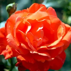 'Alexander' Rosa X 'Alexander' (storblomstrende) A-Kvalitet,- Barrods Roser Min. 3 Grene -Tilbud Lys Haven Butik p2025 51200 rosa x alexander storblomstrende 22b8