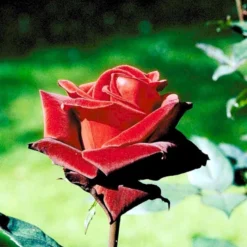 'Barkarole'® Rosa X 'Barkarole'® (Storblomstrende) A-Kvalitet,- Barrods Roser Min. 3 Grene -Tilbud Lys Haven Butik p2026 51209 rosa x barkarole storblomstrende 9c30