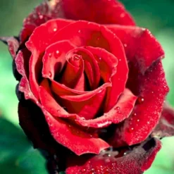 'Barkarole'® Rosa X 'Barkarole'® (Storblomstrende) A-Kvalitet,- Barrods Roser Min. 3 Grene -Tilbud Lys Haven Butik p2026 51210 rosa x barkarole storblomstrende cb8c