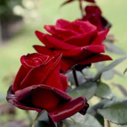 'Barkarole'® Rosa X 'Barkarole'® (Storblomstrende) A-Kvalitet,- Barrods Roser Min. 3 Grene -Tilbud Lys Haven Butik p2026 53963 rosa x barkarole storblomstrende 02e7