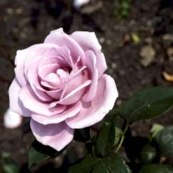 'Blue Moon'® Rosa X 'Blue Moon'® (Storblomstrende) A-Kvalitet,- Barrods Roser Min. 3 Grene -Tilbud Lys Haven Butik p2028 51221 rosa x blue moon storblomstrende d163