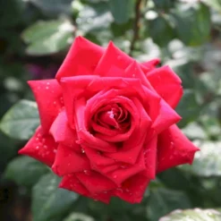 'Burgund 81'® Rosa X 'Burgund 81'® (Storblomstrende) A-Kvalitet,- Barrods Roser Min. 3 Grene -Tilbud Lys Haven Butik p2029 53552 rosa x burgund 81 storblomstrende 0093