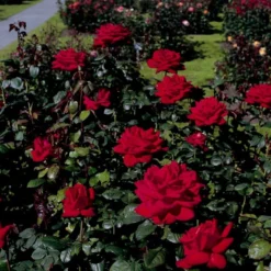 'Burgund 81'® Rosa X 'Burgund 81'® (Storblomstrende) A-Kvalitet,- Barrods Roser Min. 3 Grene -Tilbud Lys Haven Butik p2029 53554 rosa x burgund 81 storblomstrende bfe9