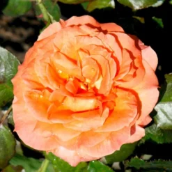 'Dronning Ingrid'™ Rosa X 'Dronning Ingrid'™ (storblomstrende) A-Kvalitet,- Barrods Roser Min. 3 Grene -Tilbud Lys Haven Butik p2036 51248 rosa x dronning ingrid storblomstrende edd6